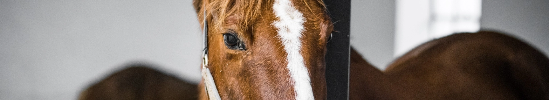 oczy konia