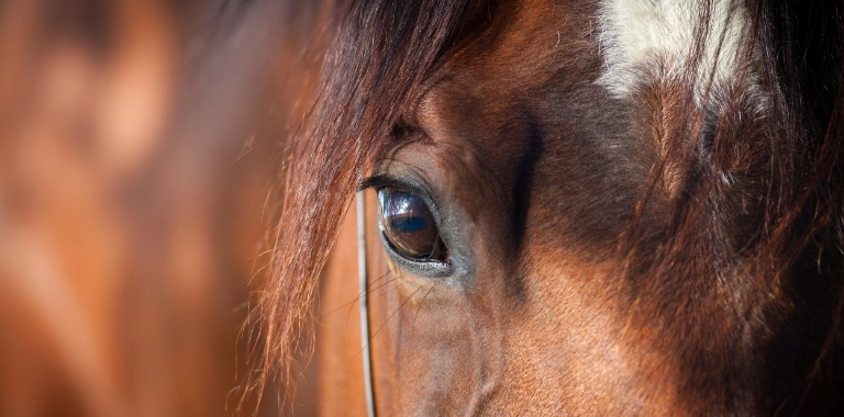 oczy konia
